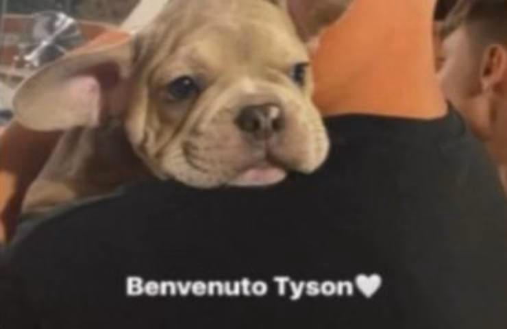 Tyson in braccio a Cristian Totti Sportitalia.it 17112022