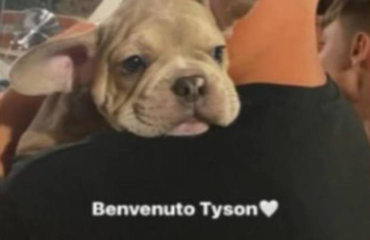 Tyson in braccio a Cristian Totti Sportitalia.it 17112022 